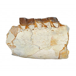 subhyracodon nebraskensis (jaw)