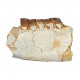 subhyracodon nebraskensis (jaw)