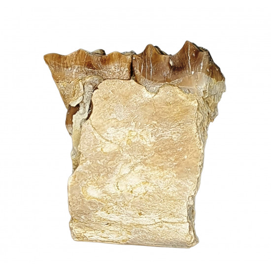 subhyracodon nebraskensis (jaw)