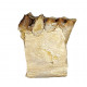 subhyracodon nebraskensis (jaw)