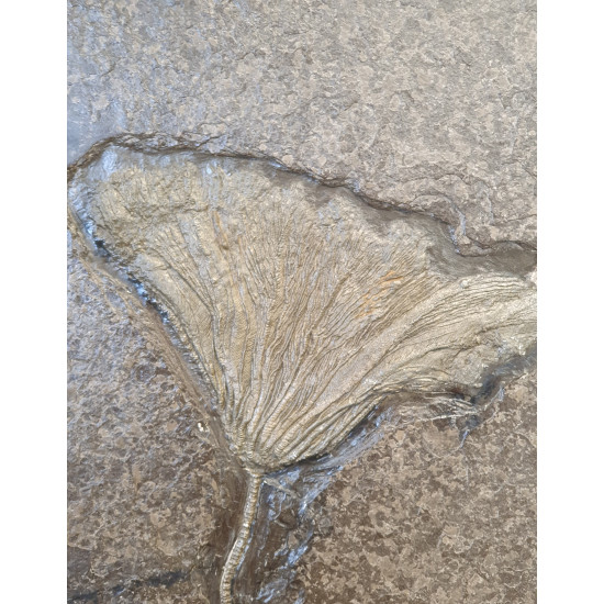 Seirocrinus subangularis