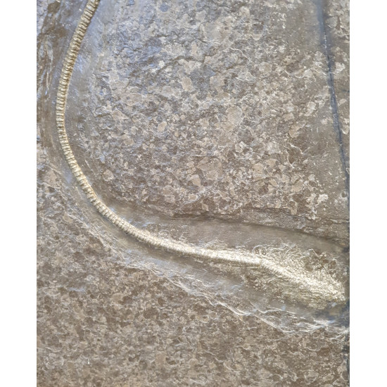 Seirocrinus subangularis
