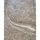 Seirocrinus subangularis