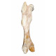 Bronthotherium megaceratops Femur