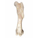 Bronthotherium megaceratops Femur