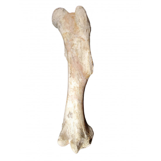 Bronthotherium megaceratops Femur