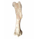 Bronthotherium megaceratops Femur