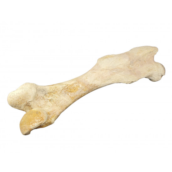 Bronthotherium megaceratops Femur