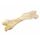 Bronthotherium megaceratops Femur