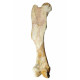 Bronthotherium megaceratops Femur