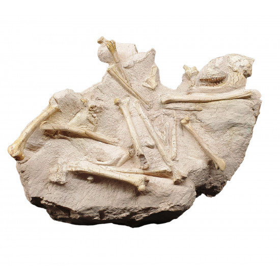 Leptomeryx evansi (squelette)