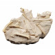 Leptomeryx evansi (squelette)