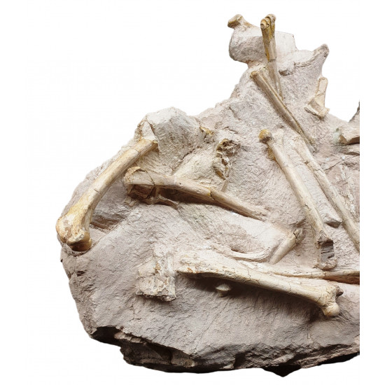Leptomeryx evansi (squelette)