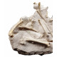 Leptomeryx evansi (squelette)