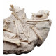 Leptomeryx evansi (squelette)