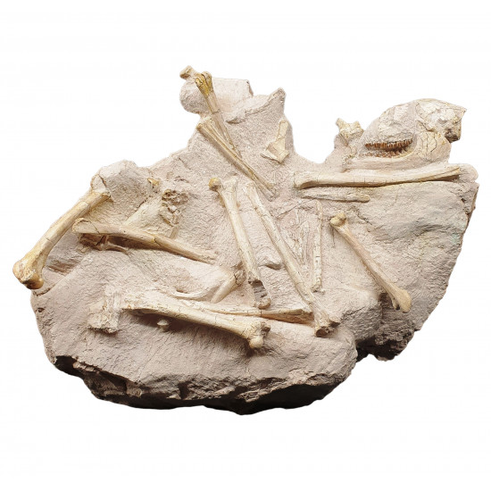 Leptomeryx evansi (squelette)