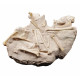 Leptomeryx evansi (squelette)