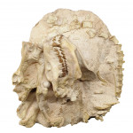 Merycoidodon culbertsoni (squelette)