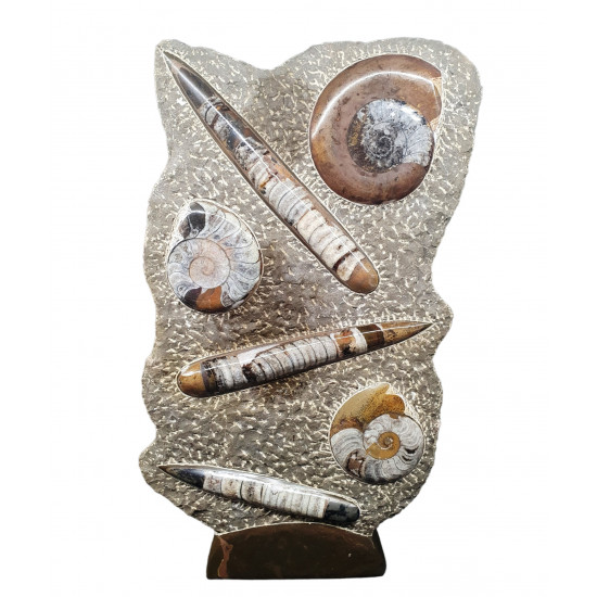 orthoceras and goniatite