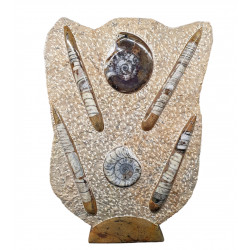 orthoceras and goniatite