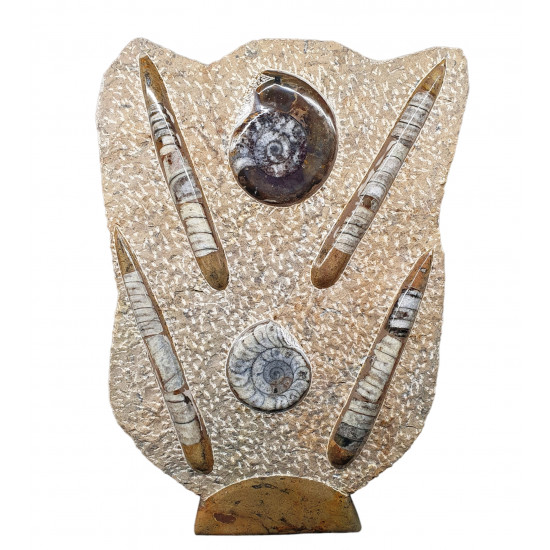 orthoceras and goniatite