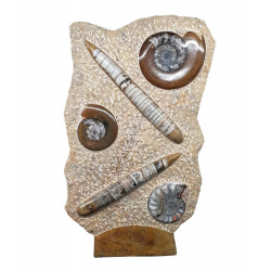 orthoceras and goniatite