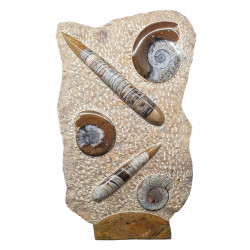 orthoceras and goniatite