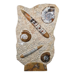 orthoceras and goniatite