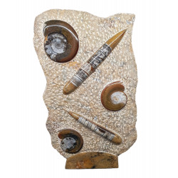 orthoceras and goniatite