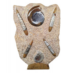 orthoceras and goniatite