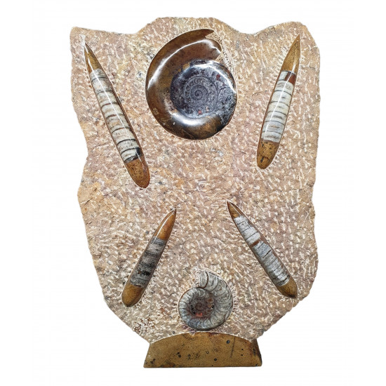 orthoceras and goniatite