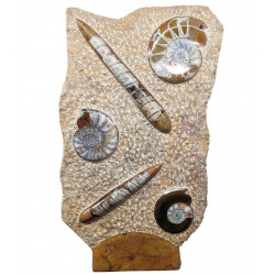 orthoceras and goniatite