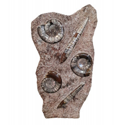 orthoceras and goniatite