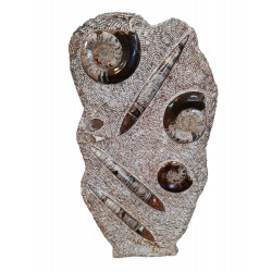 orthoceras and goniatite