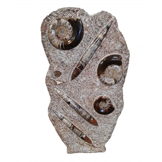 orthoceras and goniatite