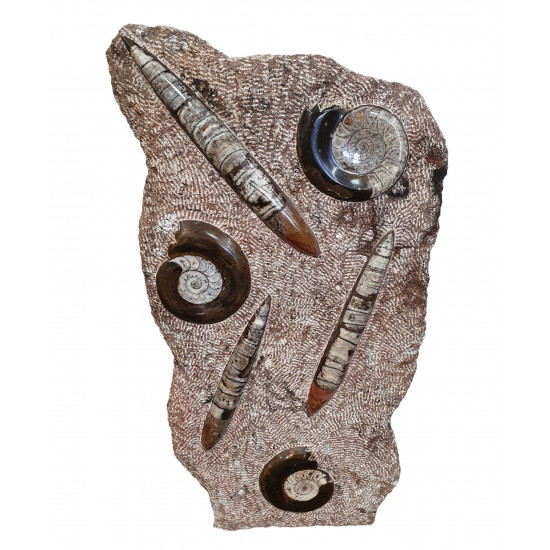 orthoceras and goniatite