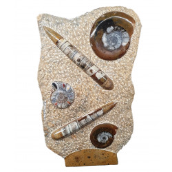 orthoceras and goniatite