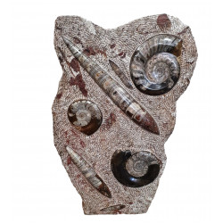 orthoceras and goniatite