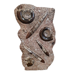 orthoceras and goniatite