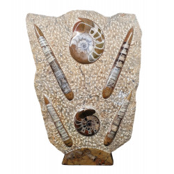 orthoceras and goniatite