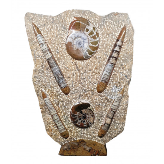 orthoceras and goniatite