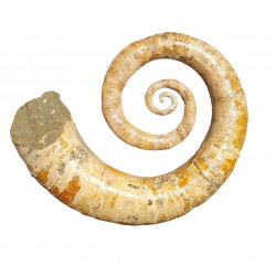 Ephamulina arcuata 