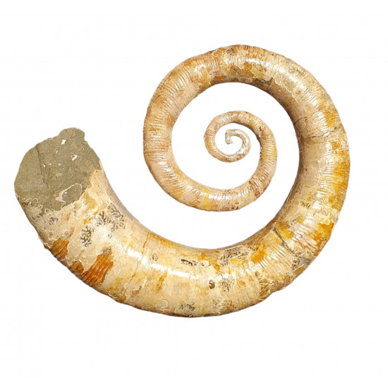Ephamulina arcuata 
