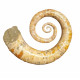 Ephamulina arcuata 