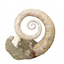 Ephamulina arcuata 
