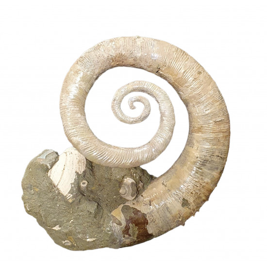 Ephamulina arcuata 