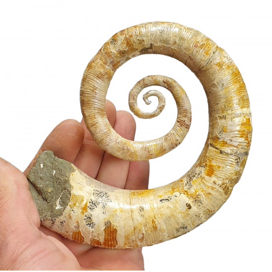 Ephamulina arcuata 