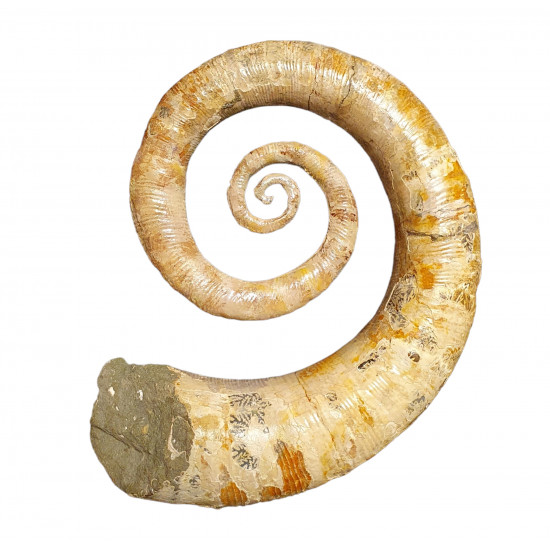 Ephamulina arcuata 
