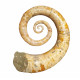 Ephamulina arcuata 