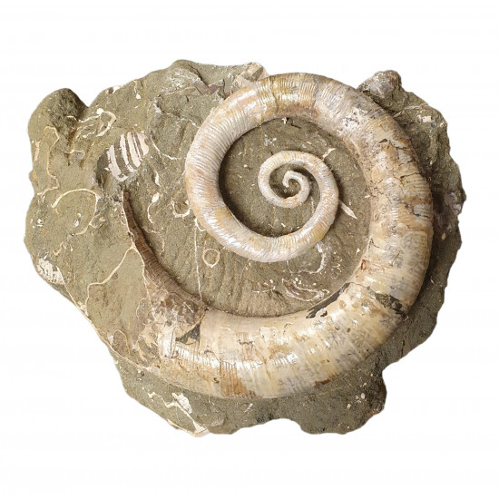 Ephamulina arcuata 